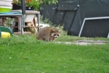 racoon